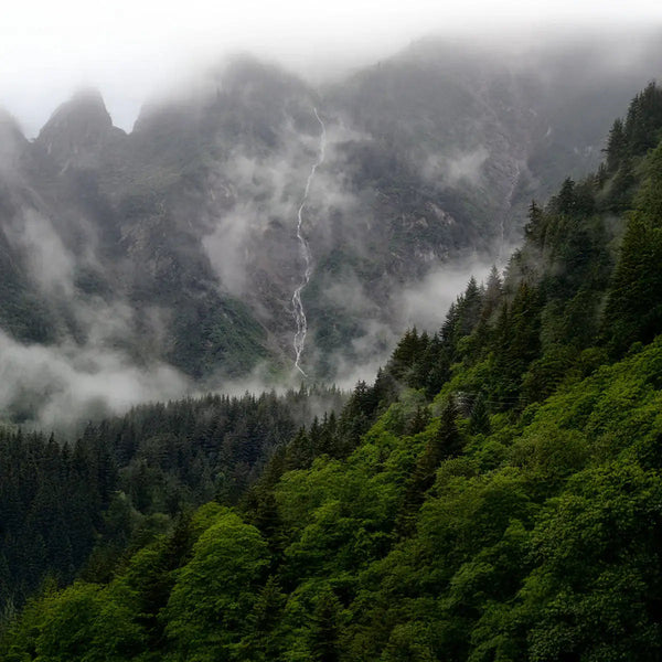 Wald mit Bergen und ein kleiner Wasserfall im Hintergrund.