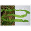 Bandes de  Strip Solid snow white