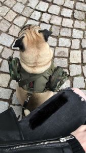 Tactical Dog